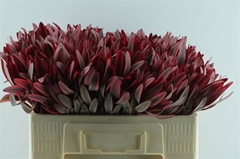 Leucadendron Jester 50cm