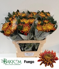 Chrysanth Single Fuego 80cm 110gr.