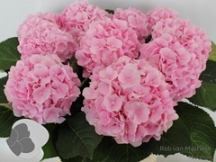 Hydrangea Verena 80cm 18-20cm Hd
