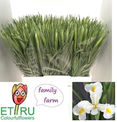Iris White Magic 52cm 24gr.