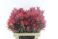 Leucadendron Salignum Blush 45cm Spray