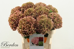 Hydrangea Glowing Alps Classic 80cm 20-22cm Hd