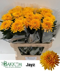 Chr G Jayz 80cm 105gr.