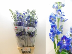 Delphinium Double Guardian Blue 100cm