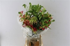 Gloriosa South Wind 80cm