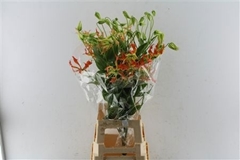 Gloriosa Sparkling Orange 80cm