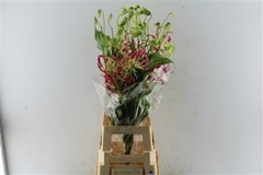 Gloriosa Exotic Pink 80cm