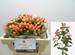 Hypericum Magical Royal Princess 50cm