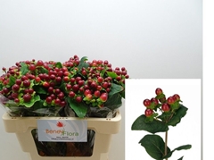 Hypericum Magical Seasons 50cm