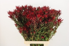 Leucadendron Salignum Blush 80cm Spray