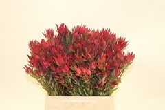 Leucadendron Salignum Blush 40cm Spray