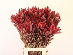 Leucadendron Jester 70cm