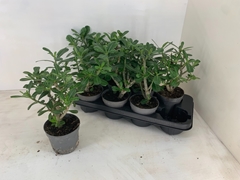 Adenium Obesum Anouk 13Ø 30cm