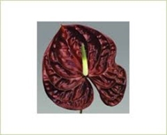 Anthurium Tropic Night 13cm Hd