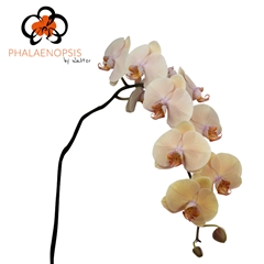 Phalaenopsis Royal Peach 80cm 10+