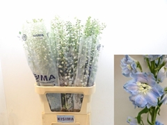 Delphinium Double Magic Fountains Skyblue Whitebee 100cm