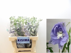 Delphinium Double Magic Fountains Lavender 60cm