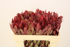 Leucadendron Jester 50cm