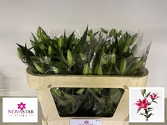 Lily Oriental Starfighter 70cm 3+
