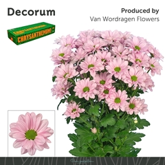 Chrysanth Spray Kennedy Rosy 70cm 80gr.