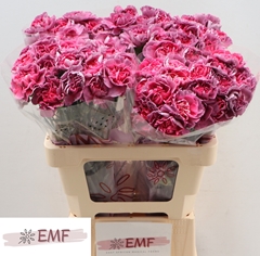Dianthus Single Hypnosis 60cm