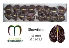 Anthurium Showtime 11cm Hd