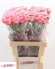 Dianthus Single True Love 60cm