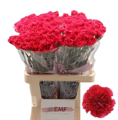 Dianthus Single Bizet 60cm