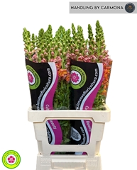 Antirrhinum Potomac Dark Orange 70cm