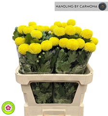 Chrysanth Single Yellow Boris Becker 75cm 50gr.