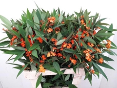 Euphorbia Fulgens Spray Queen Of Orange 60cm 3cm Hd