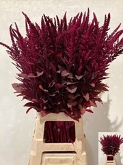 Amaranthus Cruentus Velvet 70cm
