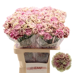 Dianthus Single Antigua 65cm