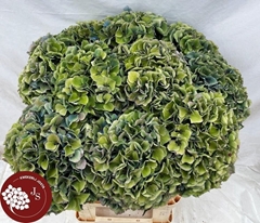Hydrangea Royal Parade Classic 80cm 20-22cm Hd