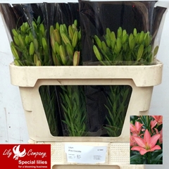 Lily Asiatic Pink Cocotte 70cm 3+