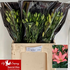 Lily Asiatic Pink Cocotte 60cm