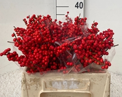 Ilex Verticillata 35cm