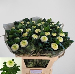 Chrysanth Single Ping Pong 80cm 80gr.
