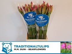 Nerine Favourite 65cm