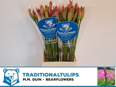 Nerine Favourite 60cm