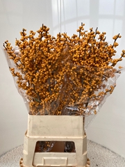 Ilex Verticillata Golden Verboom 100cm