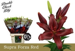 Lily La Forza Red 90cm 5+