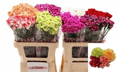Dianthus Single Gem In Fust 60cm
