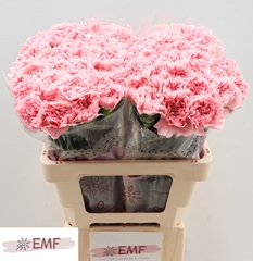 Dianthus Single Pink Montezuma 60cm