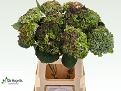 Hydrangea Revolution 60cm 11-13cm Hd
