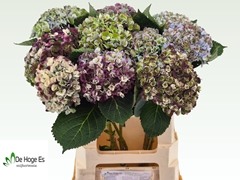 Hydrangea Revolution 60cm 11-13cm Hd