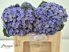 Hydrangea Beautensia Luxor Classic 50cm 16-18cm Hd