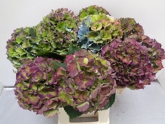 Hydrangea Royal Palace Classic 60cm 13-15cm Hd
