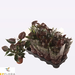 Anthurium Chelsey Chocolate 12Ø 55cm