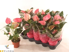 Anthurium Arisa Pink 12Ø 55cm